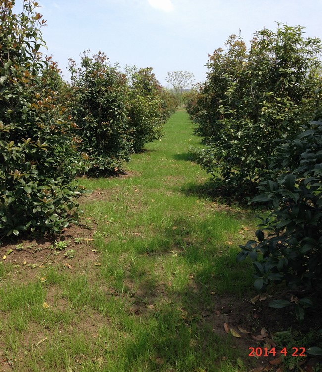 南通錦繡河山苗木4月下旬最新動態(tài)