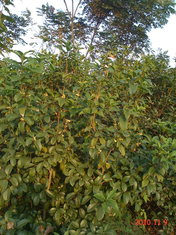 南通錦繡河山苗木11月份最新動(dòng)態(tài)